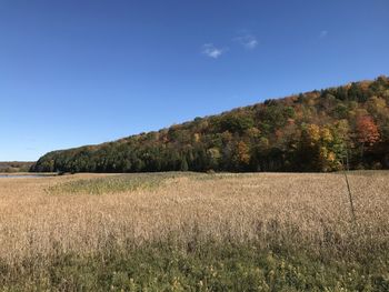 Scenic view of field against blue sky