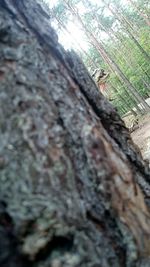 Close-up of tree trunk