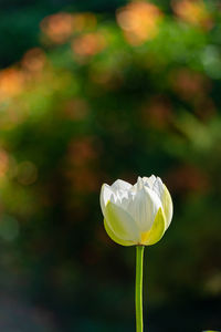 Close-up of white flowering plant