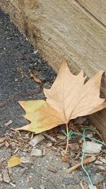 Close-up of maple leaves