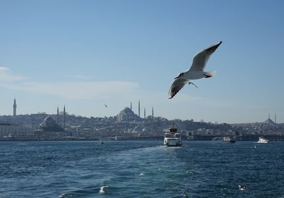 Seagulls chasing ferries on bosphorus, cityscape of istanbul as the background