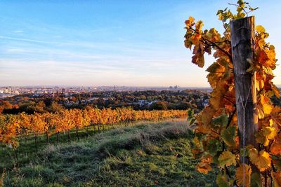 Scenic view of field against sky during autumn