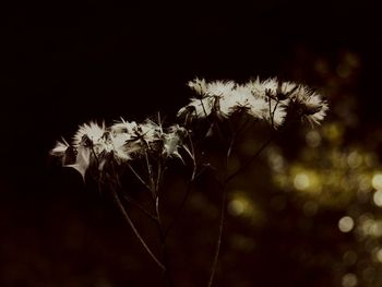 Close-up of flowers at night