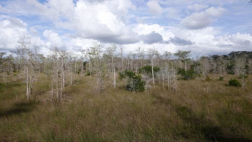 Panoramic view of trees on field against sky