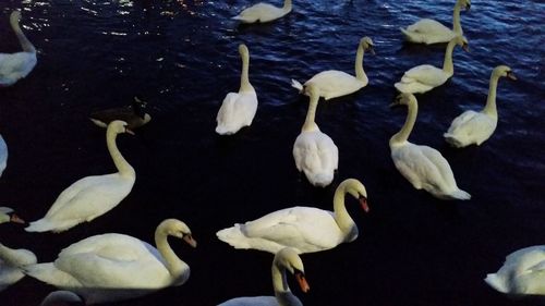 Swans and ducks in water