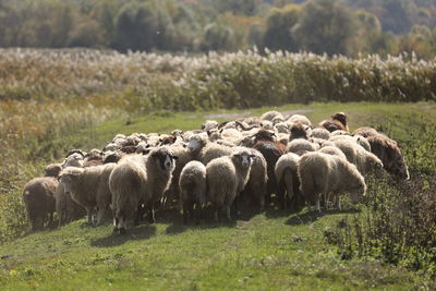 Sheep grazing on field