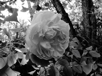 Close-up of fresh rose blooming in park