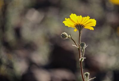 Close-up of yellow flowering plant