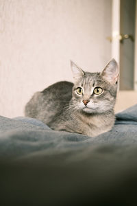 A striped gray cat with yellow eyes. a domestic cat lies on the bed. 