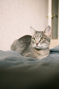 Portrait of cat resting on bed