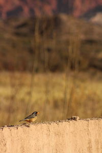 Bird perching on retaining wall