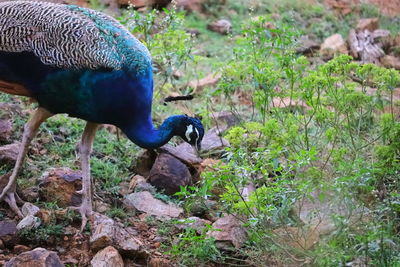 Side view of a peacock