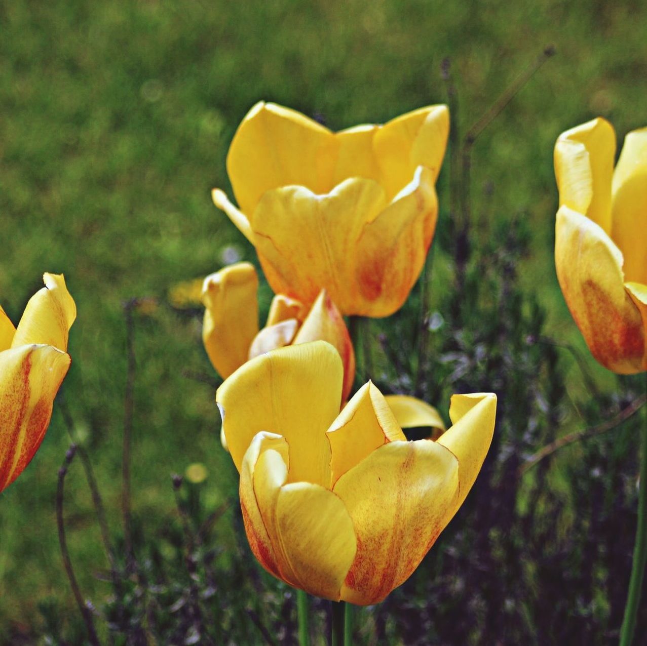flower, petal, freshness, fragility, flower head, growth, yellow, close-up, focus on foreground, beauty in nature, blooming, nature, orange color, plant, tulip, bud, no people, field, park - man made space, in bloom