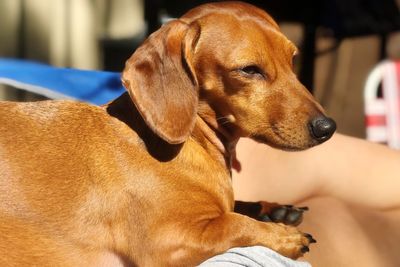 Close-up of hand holding dog