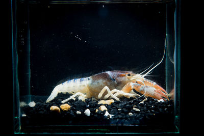 View of fish swimming in sea