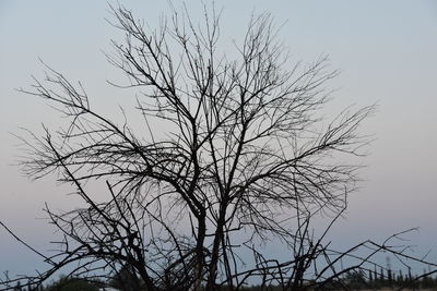 Low angle view of bare tree against clear sky