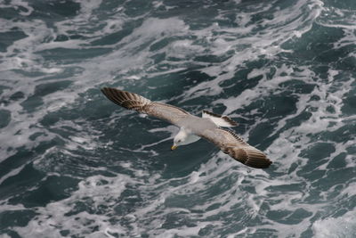 High angle view of seagull flying over sea