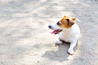 A jack russell terrier dog lying on the sand with his tongue out on a hot summer day. 