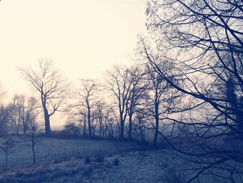 Bare trees on field