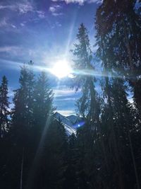 Low angle view of sunlight streaming through trees in forest