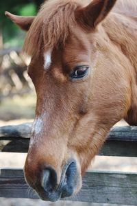 Close-up of a horse