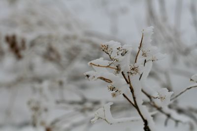 Close-up of white flower in snow