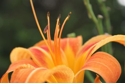 Close-up of orange day lily blooming outdoors