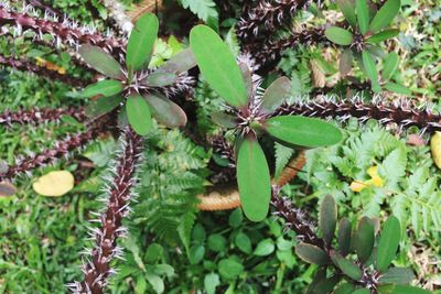 Close-up of plant