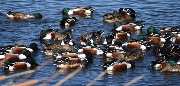 Ducks swimming in lake