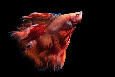 Close-up of fish swimming in sea