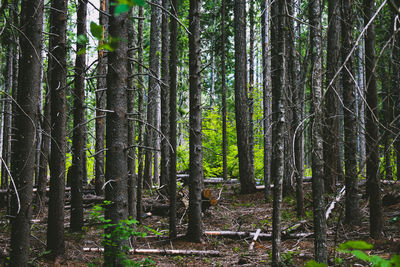 View of bamboo trees in forest