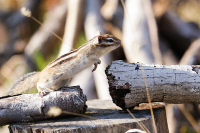 Close-up of squirrel on log