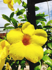 Close-up of yellow flowering plant