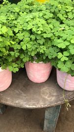 High angle view of potted plant