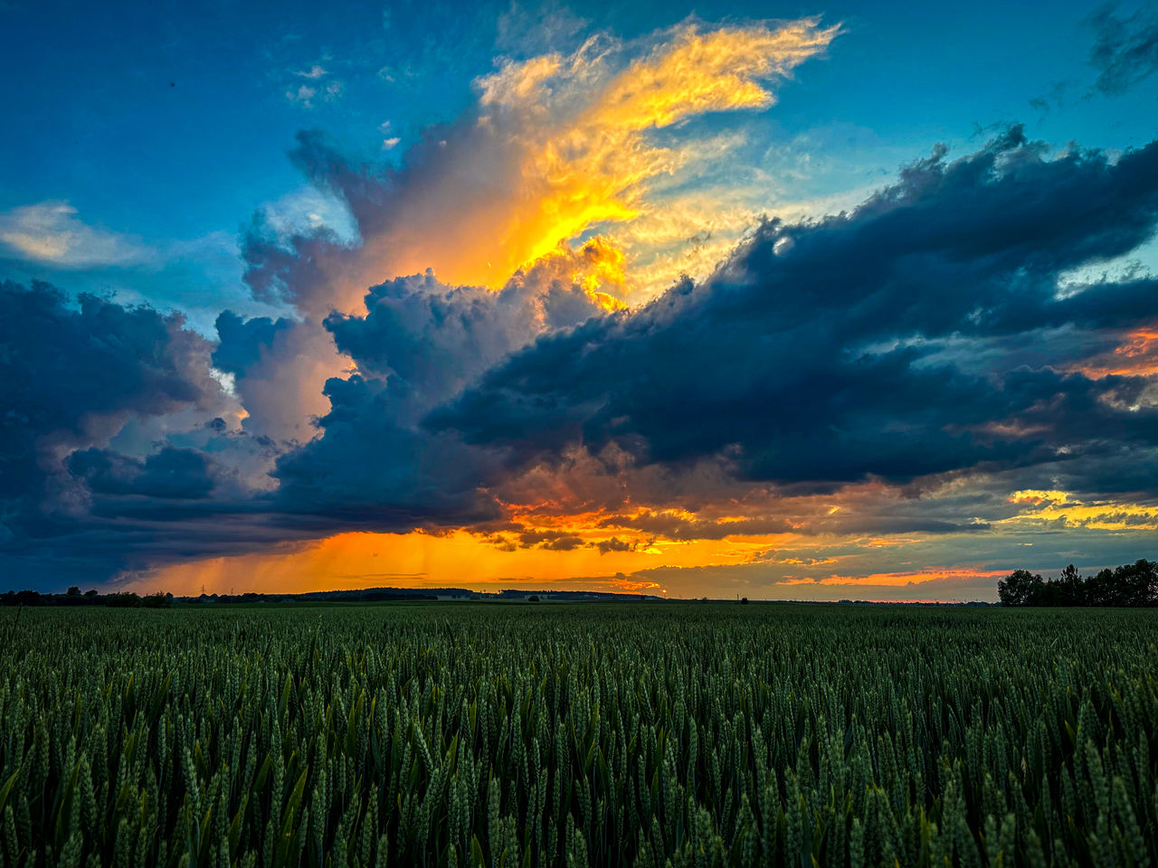 sky, landscape, environment, cloud, field, land, agriculture, horizon, plant, crop, rural scene, sunset, nature, beauty in nature, scenics - nature, cereal plant, plain, blue, barley, dramatic sky, growth, dawn, no people, farm, summer, sunlight, horizon over land, food, tranquility, prairie, grassland, outdoors, urban skyline, multi colored, sun, tranquil scene, cloudscape, vibrant color, social issues, food and drink, grass, idyllic, environmental conservation, tree, yellow, sunbeam, twilight, orange color, red, green, meadow, back lit, freshness, gold, travel, abundance, rural area, non-urban scene, moody sky, corn