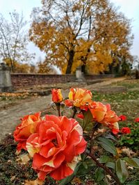 Close-up of orange flowering plant in park