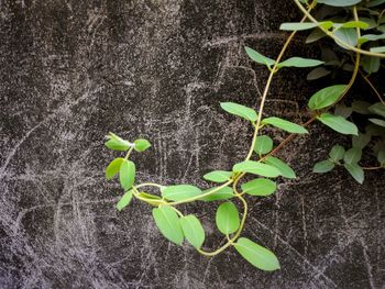 Close-up of plant against wall