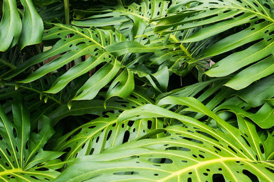 Close-up of green leaves