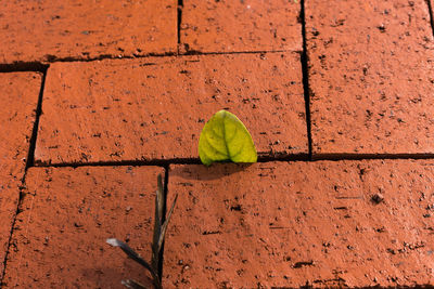 Close-up high angle view of leaf growing through pavement