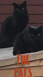 Low section of black cat