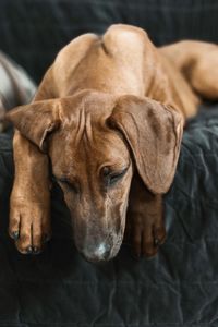 Close-up of dog