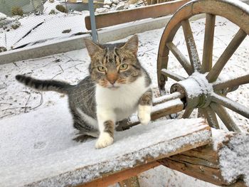 Portrait of cat sitting outdoors