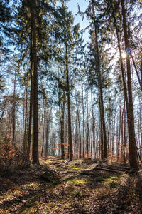 Trees growing in forest during autumn