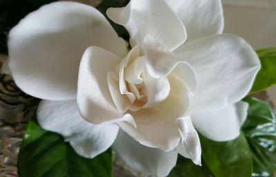 Close-up of flower