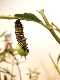 Low angle view of bird on plant