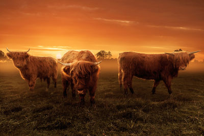 Horses on field against sky during sunset