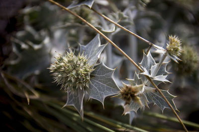 Close-up of white flowers