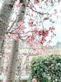 Pink cherry blossoms in spring