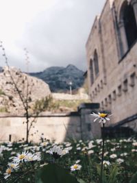 Close-up of flowers against mountain range