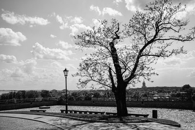 Trees against sky